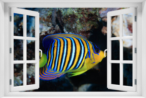 Fototapeta Naklejka Na Ścianę Okno 3D - tropical fish on a coral reef underwater wildlife