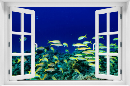 Fototapeta Naklejka Na Ścianę Okno 3D - flock of fish goatfish underwater background