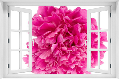 Fototapeta Naklejka Na Ścianę Okno 3D - pink peony isolated on white background.