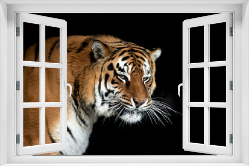 Fototapeta Naklejka Na Ścianę Okno 3D - Tiger portrait on black background