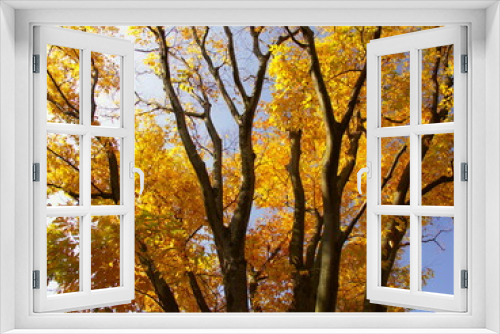 Fototapeta Naklejka Na Ścianę Okno 3D - 公園の黄葉の欅