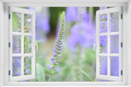 Fototapeta Naklejka Na Ścianę Okno 3D - Błękitne kwiaty w ogrodzie