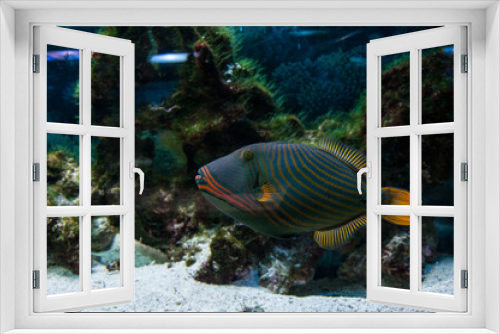 Fototapeta Naklejka Na Ścianę Okno 3D - Aquarium fishes and stars, in nature, live in seas and oceans.