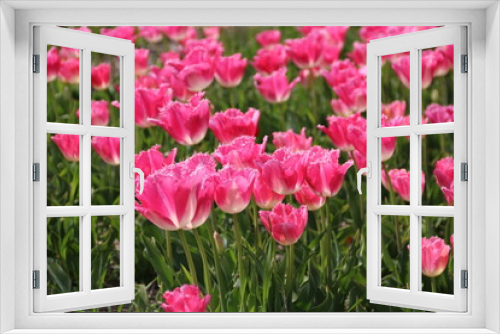 Fototapeta Naklejka Na Ścianę Okno 3D - Zauberhafte Tulpen auf Tulpenfeld in Holland in Rosa extravagant