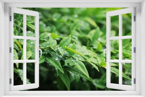 Fototapeta Naklejka Na Ścianę Okno 3D - 식물 - 나뭇잎과 이슬