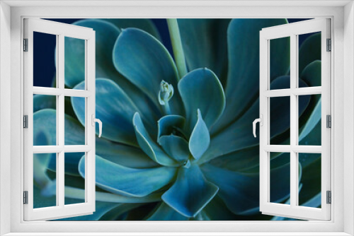 Fototapeta Naklejka Na Ścianę Okno 3D - Succulent macro photo. Deep green natural plant. 