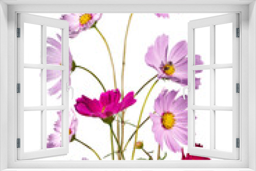Fototapeta Naklejka Na Ścianę Okno 3D - Bouquet of Pink and red cosmos flower with copy space and clipping path.