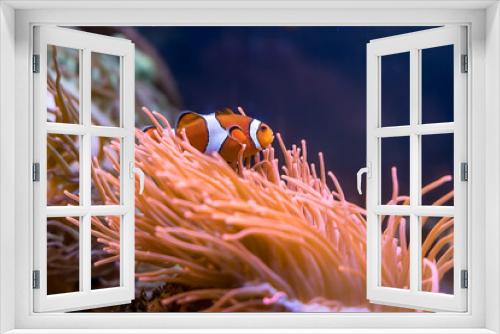 Fototapeta Naklejka Na Ścianę Okno 3D - Clown Fisch
