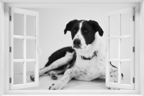 Fototapeta Naklejka Na Ścianę Okno 3D - portrait of a black and white dog