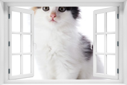 Fototapeta Naklejka Na Ścianę Okno 3D - The  white kitten with color spots