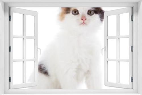 Fototapeta Naklejka Na Ścianę Okno 3D - The white kitten with color spots sits