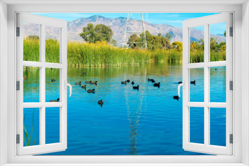 Fototapeta Naklejka Na Ścianę Okno 3D - Ducks on a lake or pond with blue reflective water surface and native grasses and trees in background with mountains