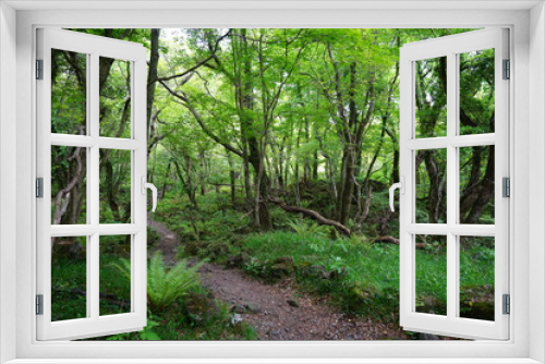 Fototapeta Naklejka Na Ścianę Okno 3D - path to deep forest