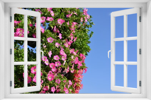 Fototapeta Naklejka Na Ścianę Okno 3D - beautiful pink flower garden with blue sky