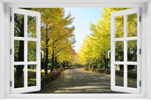 Fototapeta Naklejka Na Ścianę Okno 3D - 日本の秋、黄色く色付いた銀杏の並木道の風景