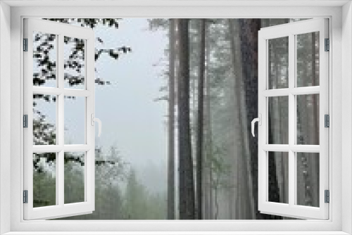 Fototapeta Naklejka Na Ścianę Okno 3D - morning fog in the forest