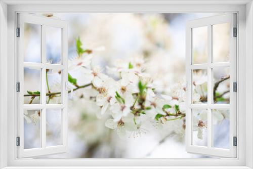 Fototapeta Naklejka Na Ścianę Okno 3D - White cherry blossom in spring time against blue sky. Nature blossom spring background. Branches of blossoming cherry macro with soft focus on light blue sky background with copy space