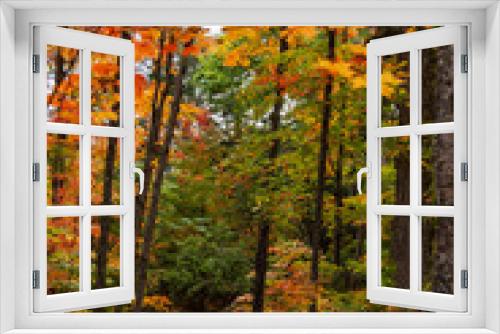 Fototapeta Naklejka Na Ścianę Okno 3D - fairy view of red maple trees in Autumn in High Laurentians of Quebec, Canada