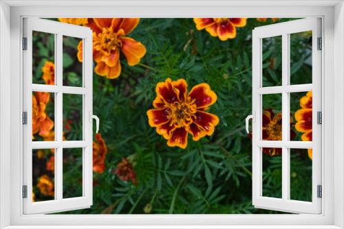 Fototapeta Naklejka Na Ścianę Okno 3D - Red and Orange Flowers 