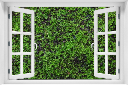 Fototapeta Naklejka Na Ścianę Okno 3D - moss textured background