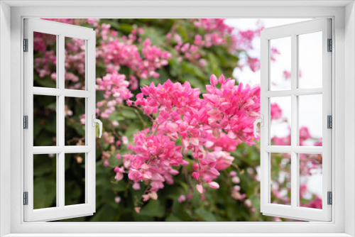 Fototapeta Naklejka Na Ścianę Okno 3D - Beautiful coral pink flowers blooming in the garden