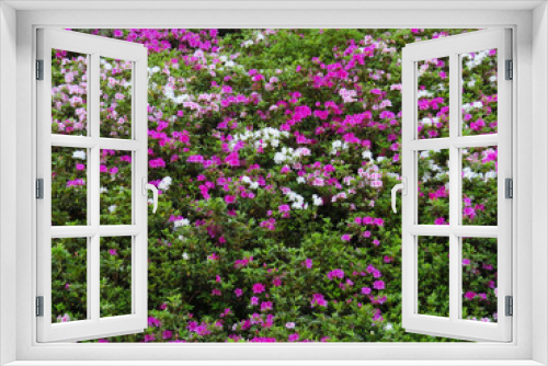 Fototapeta Naklejka Na Ścianę Okno 3D - a blooming pink rhododendron flowers in a garden in spring