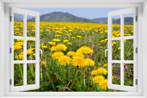 Fototapeta Naklejka Na Ścianę Okno 3D - Vernal meadow full of nice yellow dandelions