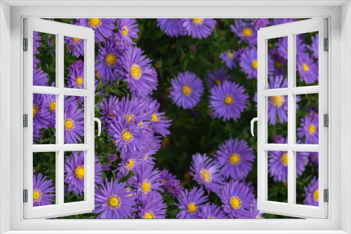 Fototapeta Naklejka Na Ścianę Okno 3D - Aster flowers in the garden summer time