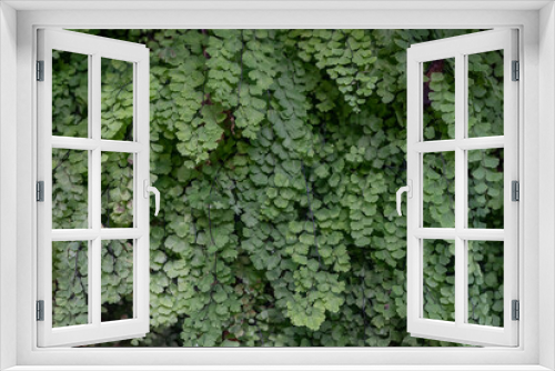 Fototapeta Naklejka Na Ścianę Okno 3D - Mostly blurred Maidenhair fern texture. Green leaves background
