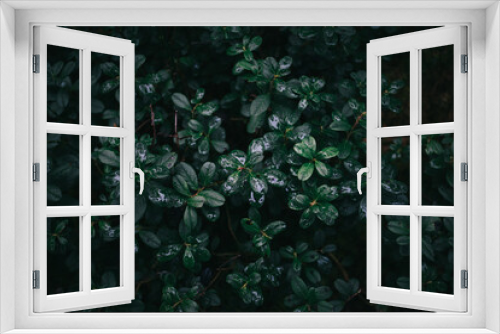 Fototapeta Naklejka Na Ścianę Okno 3D - Closeup green leaves background, Overlay fresh leaf pattern, Natural foliage textured and background