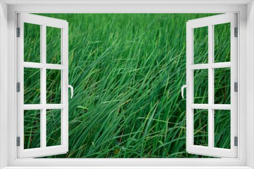 Fototapeta Naklejka Na Ścianę Okno 3D - Green rice field