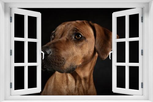 Fototapeta Naklejka Na Ścianę Okno 3D - Brauner Hund auf dunklem Hintergrund