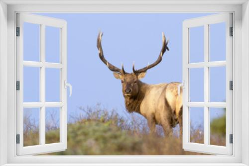 Fototapeta Naklejka Na Ścianę Okno 3D - Tule Elk in Sunset light