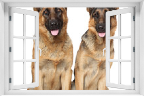 Fototapeta Naklejka Na Ścianę Okno 3D - German Shepherd dogs