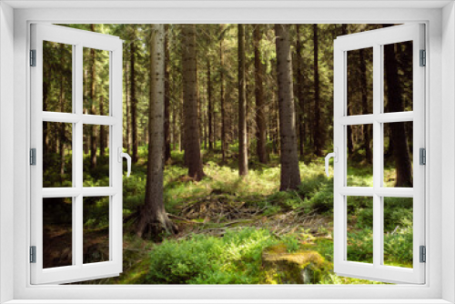 Fototapeta Naklejka Na Ścianę Okno 3D - Magic Green Forest
