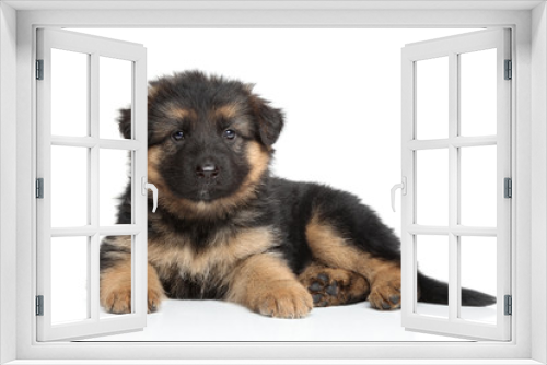 Fototapeta Naklejka Na Ścianę Okno 3D - German shepherd puppy
