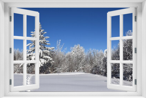 Fototapeta Naklejka Na Ścianę Okno 3D - A snowy forest under a blue sky, Sainte-Apolline, Québec, Canada