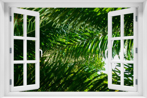 Fototapeta Naklejka Na Ścianę Okno 3D - leaves background