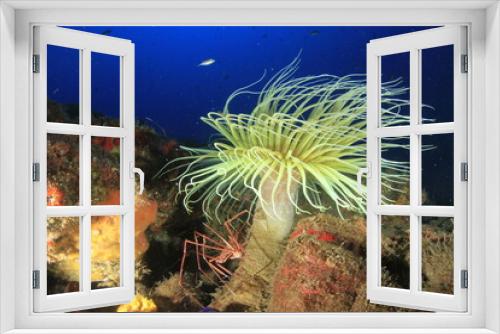 Fototapeta Naklejka Na Ścianę Okno 3D - cylindrical anemone with yellow tentacles and a long tube, exposed to the sea current on the reef with the blue sea behind.
