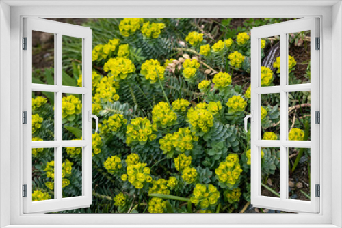 Fototapeta Naklejka Na Ścianę Okno 3D - Green flowers of Myrtle Euphorbia myrsinites