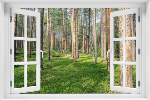 Fototapeta Naklejka Na Ścianę Okno 3D - mossy forest