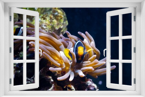Fototapeta Naklejka Na Ścianę Okno 3D - Clark's anemonefish hide in bubble tip anemone, fluorescent animal move tentacles and protect tender fish, live rock stone reef marine aquarium require professional experience, LED blue low light