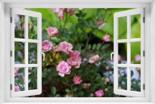Fototapeta Naklejka Na Ścianę Okno 3D - Selective focus of mini pink rose flowers in the garden 