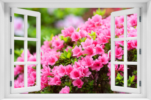 Fototapeta Naklejka Na Ścianę Okno 3D - サツキ　Rhododendron indicum