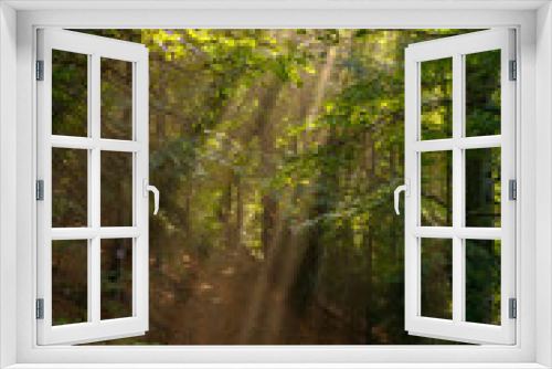 Fototapeta Naklejka Na Ścianę Okno 3D - Magical spring morning in a beech forest, the sun rays pass through the tree branches and through the fog and create a fairytale light over the mountain path through the forest. Nature revival concept