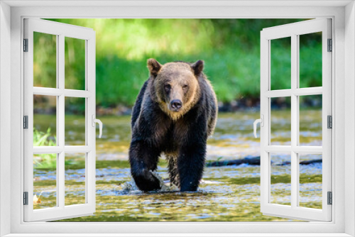Fototapeta Naklejka Na Ścianę Okno 3D - Grizzly bear approaching