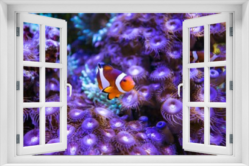 Fototapeta Naklejka Na Ścianę Okno 3D - Clown fish in aquarium