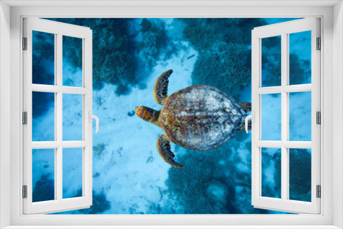 Fototapeta Naklejka Na Ścianę Okno 3D - Green sea turtle swimming in the ocean on Lady Elliot Island coast, Queensland, Australia