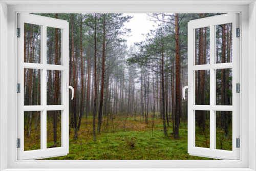 Fototapeta Naklejka Na Ścianę Okno 3D - Fog in the forest among pine trees.