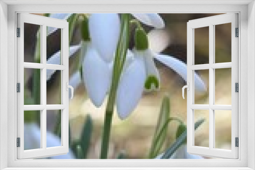 Fototapeta Naklejka Na Ścianę Okno 3D - snowdrop flowers in spring